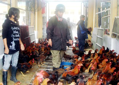 Traders at Ha Vy chicken market (Photo: Hanoimoi)